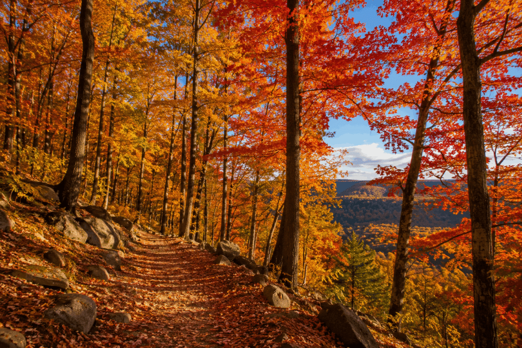 fall forrest