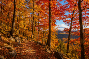 fall forrest